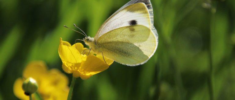 butterfly, wings, insect-6334983.jpg