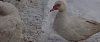 как ощипать утку