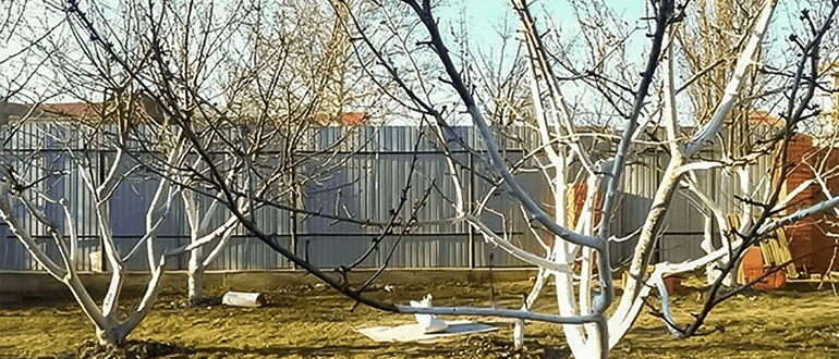 обработать сад